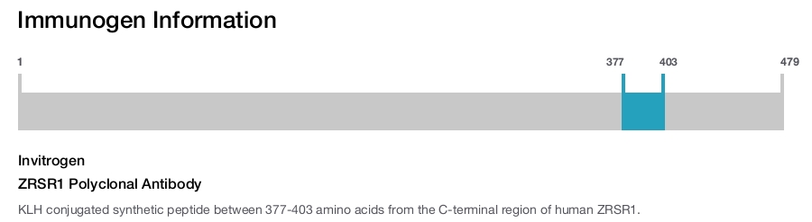 ZRSR1 Polyclonal Antibody