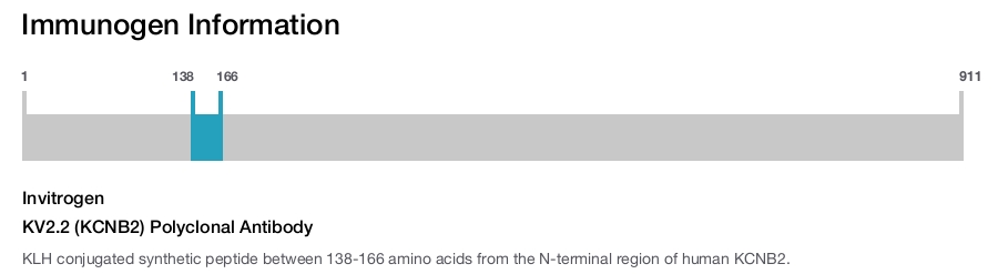 KV2.2 (KCNB2) Polyclonal Antibody