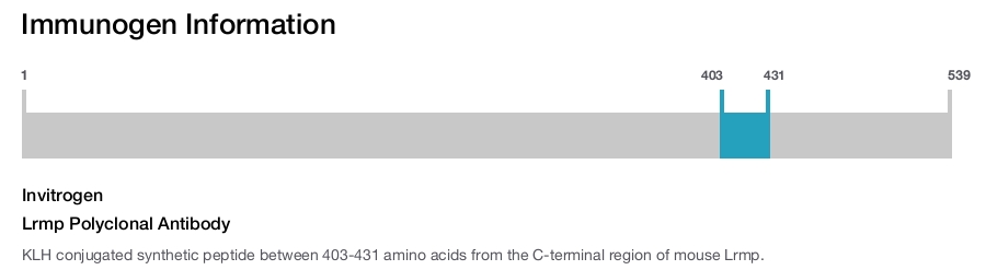 Lrmp Polyclonal Antibody