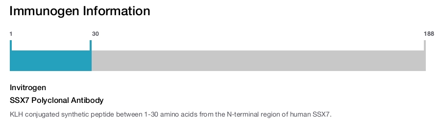 SSX7 Polyclonal Antibody