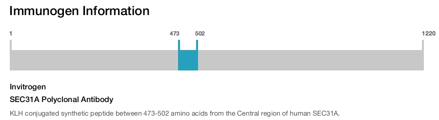 SEC31A Polyclonal Antibody