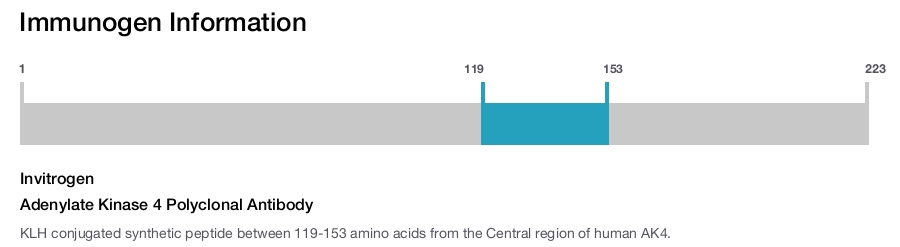 Adenylate Kinase 4 Polyclonal Antibody