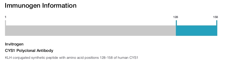CYS1 Polyclonal Antibody