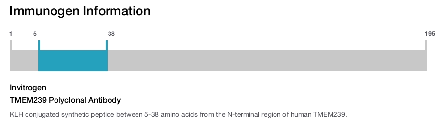 TMEM239 Polyclonal Antibody