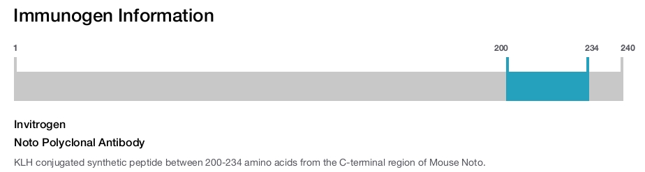 Noto Polyclonal Antibody
