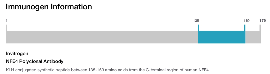 NFE4 Polyclonal Antibody