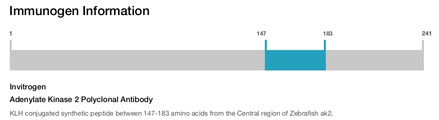 Adenylate Kinase 2 Polyclonal Antibody