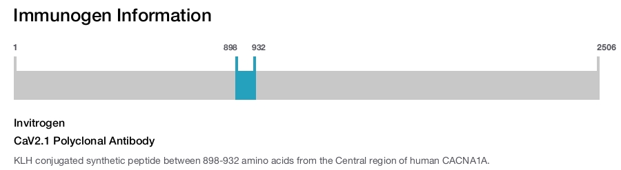 CaV2.1 Polyclonal Antibody