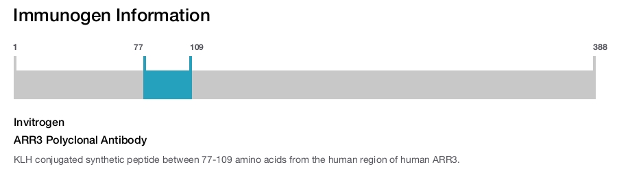 ARR3 Polyclonal Antibody