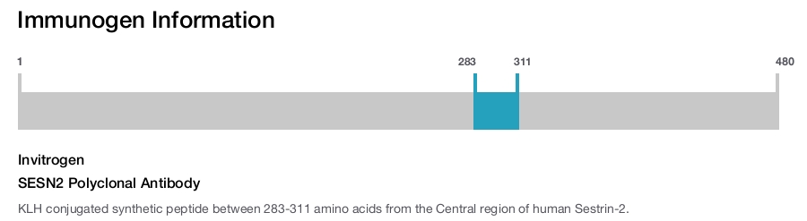SESN2 Polyclonal Antibody