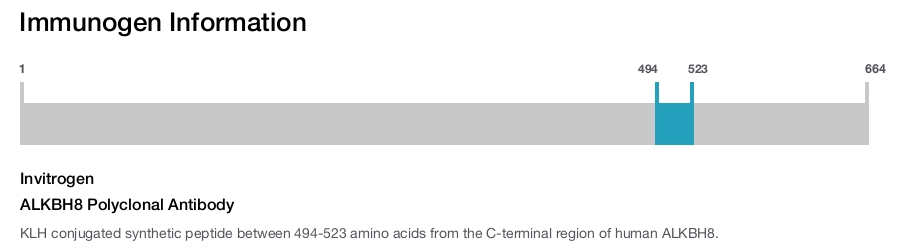 ALKBH8 Polyclonal Antibody