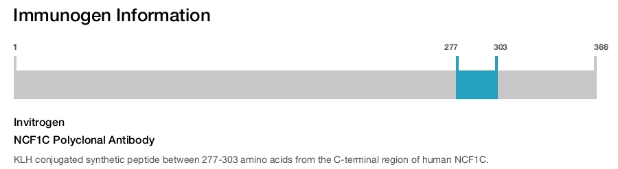 NCF1C Polyclonal Antibody