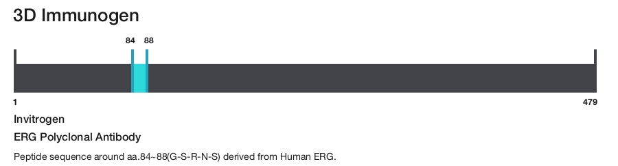 ERG Polyclonal Antibody