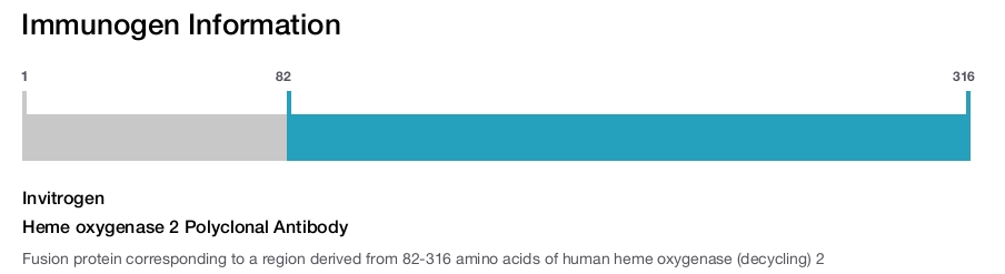 Heme oxygenase 2 Polyclonal Antibody