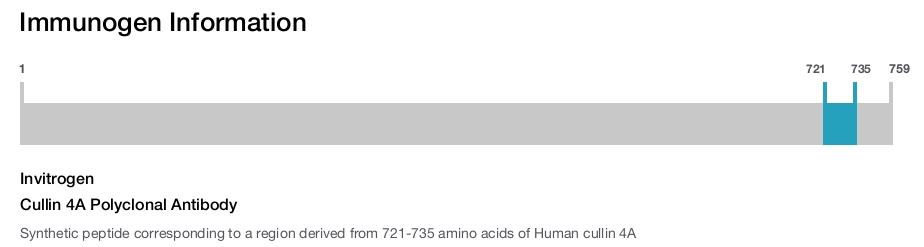 Cullin 4A Polyclonal Antibody