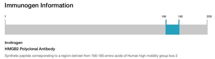 HMGB2 Polyclonal Antibody
