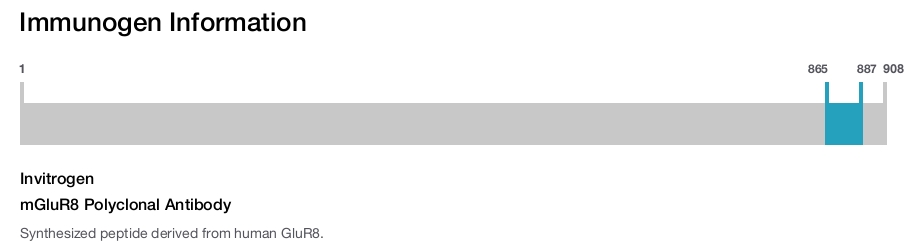 mGluR8 Polyclonal Antibody