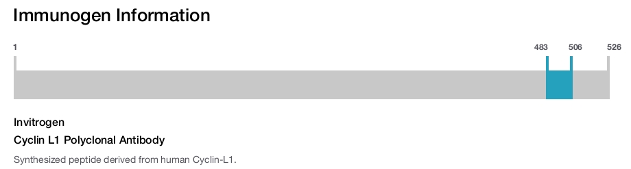 Cyclin L1 Polyclonal Antibody
