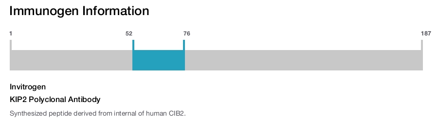 KIP2 Polyclonal Antibody