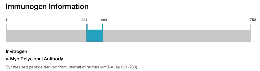 v-Myb Polyclonal Antibody