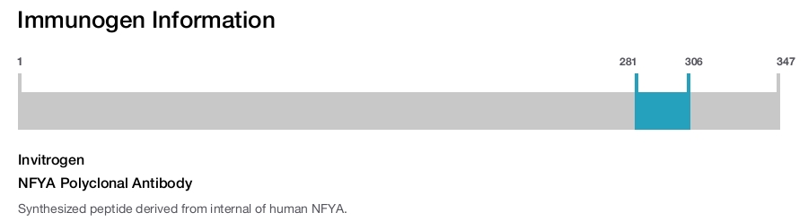 NFYA Polyclonal Antibody