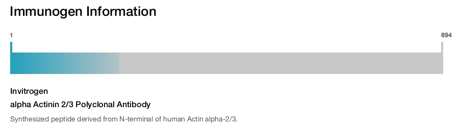 alpha Actinin 2/3 Polyclonal Antibody