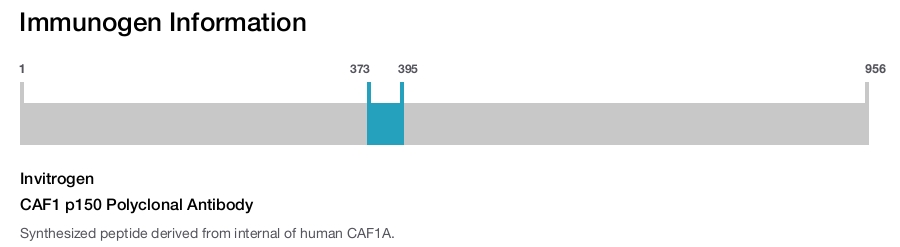 CAF1 p150 Polyclonal Antibody