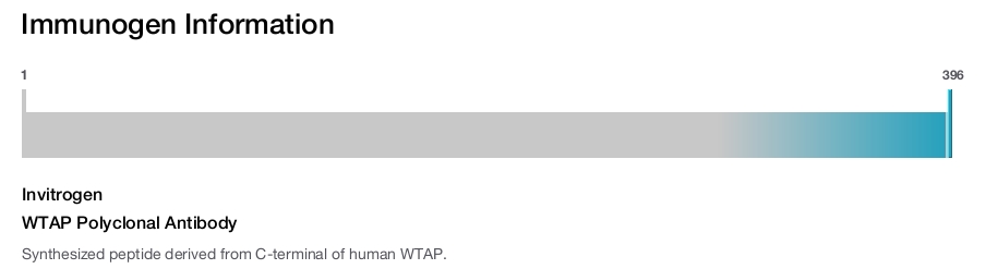 WTAP Polyclonal Antibody