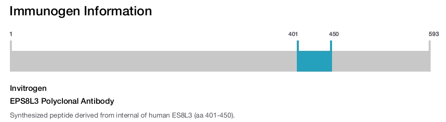 EPS8L3 Polyclonal Antibody