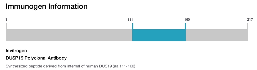 DUSP19 Polyclonal Antibody