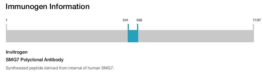 SMG7 Polyclonal Antibody