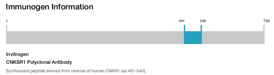 CNKSR1 Polyclonal Antibody