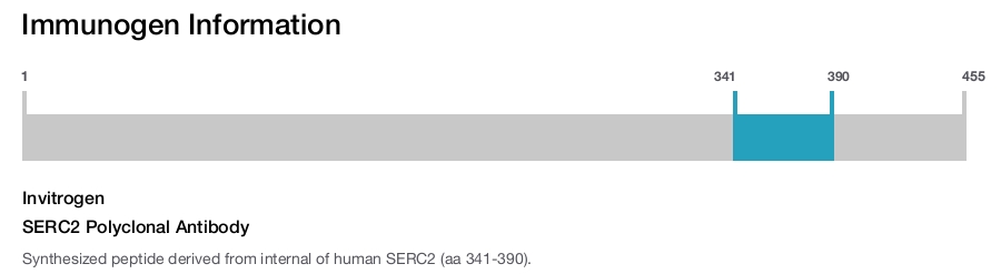 SERC2 Polyclonal Antibody