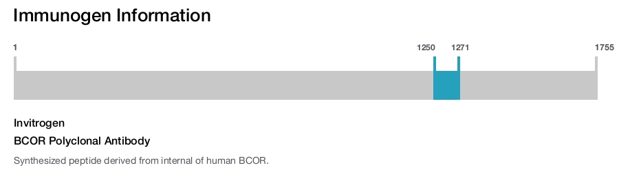 BCOR Polyclonal Antibody