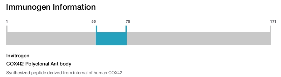 COX4I2 Polyclonal Antibody