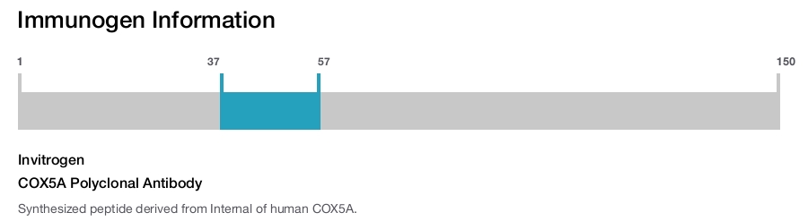 COX5A Polyclonal Antibody