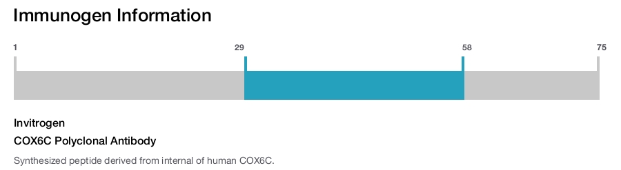 COX6C Polyclonal Antibody