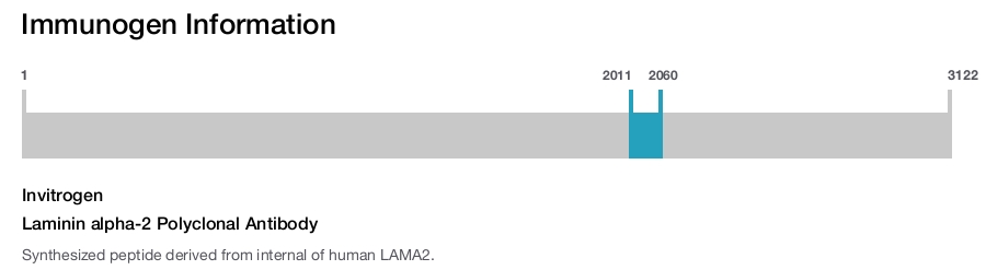 Laminin alpha-2 Polyclonal Antibody