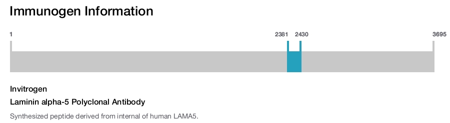 Laminin alpha-5 Polyclonal Antibody