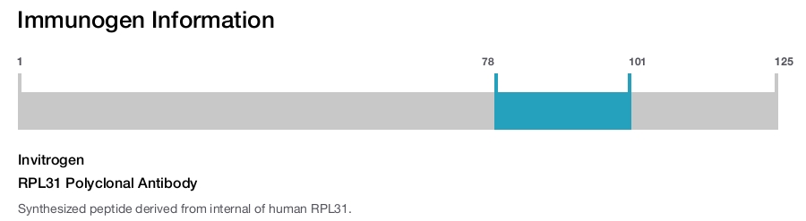 RPL31 Polyclonal Antibody