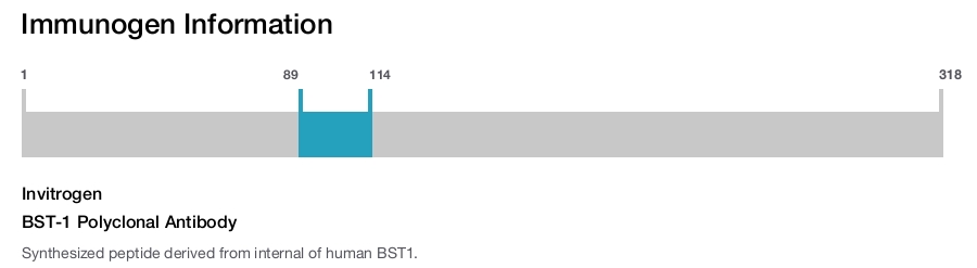 BST-1 Polyclonal Antibody