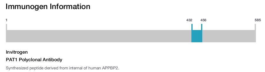 PAT1 Polyclonal Antibody