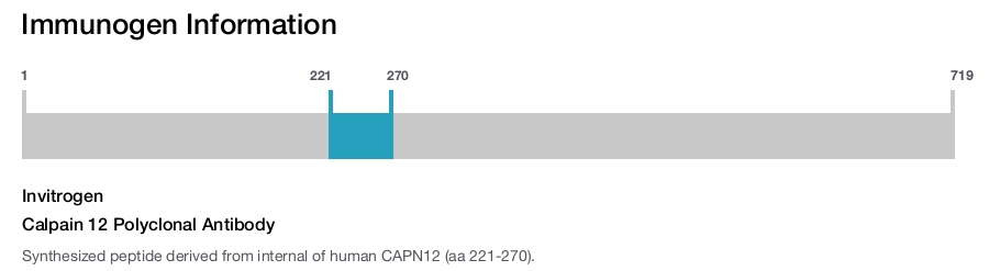 Calpain 12 Polyclonal Antibody