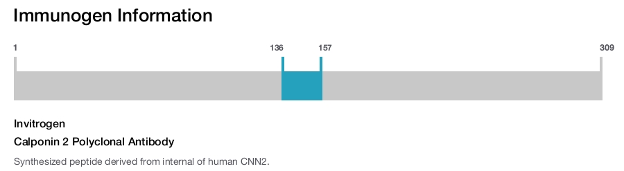 Calponin 2 Polyclonal Antibody