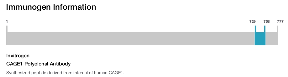 CAGE1 Polyclonal Antibody