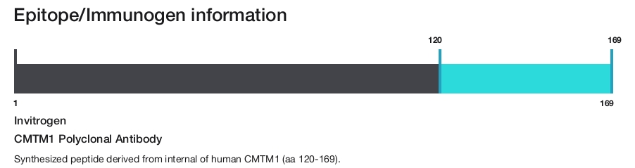 CMTM1 Polyclonal Antibody