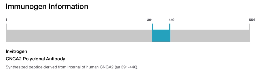 CNGA2 Polyclonal Antibody