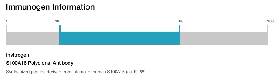 S100A16 Polyclonal Antibody