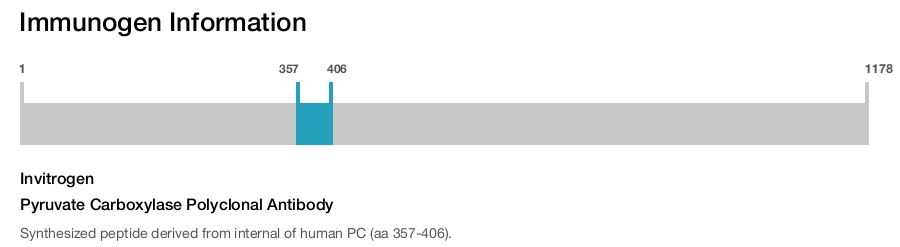 Pyruvate Carboxylase Polyclonal Antibody