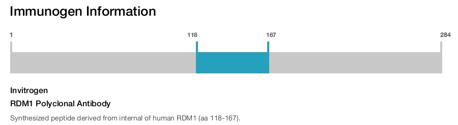 RDM1 Polyclonal Antibody